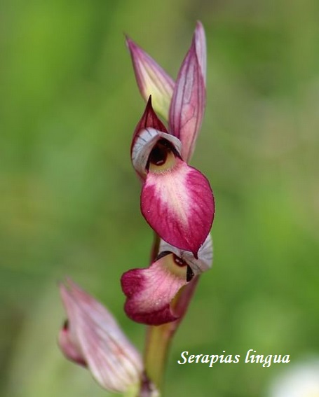 Orchidee dell''Epiro e del Peloponneso